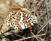 Melitaea didyma