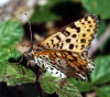 Melitaea didyma