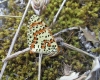 Melitaea didyma