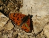 Melitaea didyma