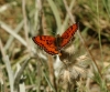 Melitaea didyma