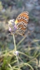 Melitaea didyma