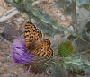 Melitaea didyma