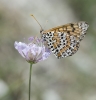 Melitaea didyma