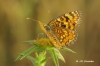 Melitaea phoebe