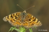 Melitaea phoebe