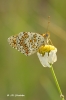 Melitaea phoebe