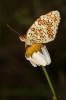 Melitaea phoebe