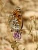 Melitaea phoebe