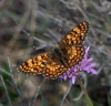 Melitaea phoebe