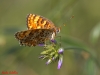 Melitaea phoebe