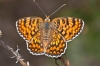 Melitaea phoebe