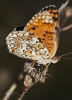 Melitaea phoebe