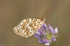 Melitaea phoebe