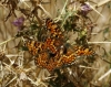 Melitaea phoebe