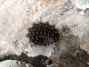 Melitaea sp.