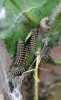 Melitaea sp.