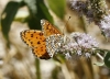 Melitaea trivia