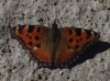 Nymphalis polychloros