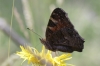 Nymphalis polychloros