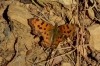 Polygonia c-album