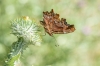 Polygonia c-album