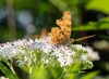 Polygonia c-album