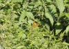 Polygonia c-album