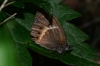 Pyronia bathseba