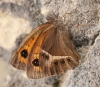 Pyronia bathseba