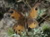 Pyronia bathseba