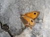 Pyronia bathseba