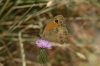 Pyronia tithonus