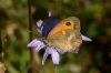Pyronia tithonus