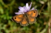 Pyronia tithonus