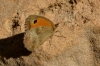 Pyronia tithonus