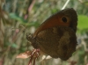 Pyronia tithonus