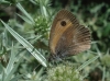 Pyronia tithonus