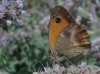 Pyronia tithonus