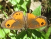Pyronia tithonus