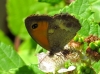 Pyronia tithonus