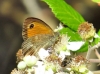 Pyronia tithonus