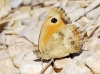 Pyronia tithonus