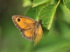 Pyronia tithonus