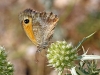 Pyronia tithonus