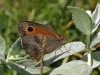 Pyronia tithonus