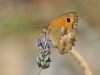 Pyronia tithonus