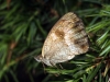 Pyronia tithonus