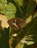 Pyronia bathseba