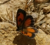 Pyronia cecilia